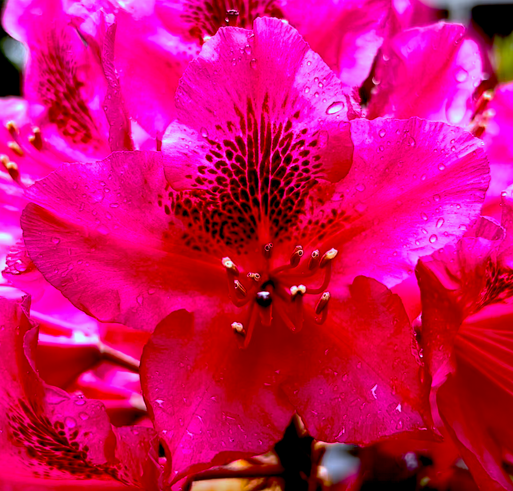 ===========================================IMAGE
PINK-RHODODENDRON-BLOSSOM-CLOSEST=================================================================================IMAGE
PINK-RHODODENDRON-BLOSSOM-CLOSEST===