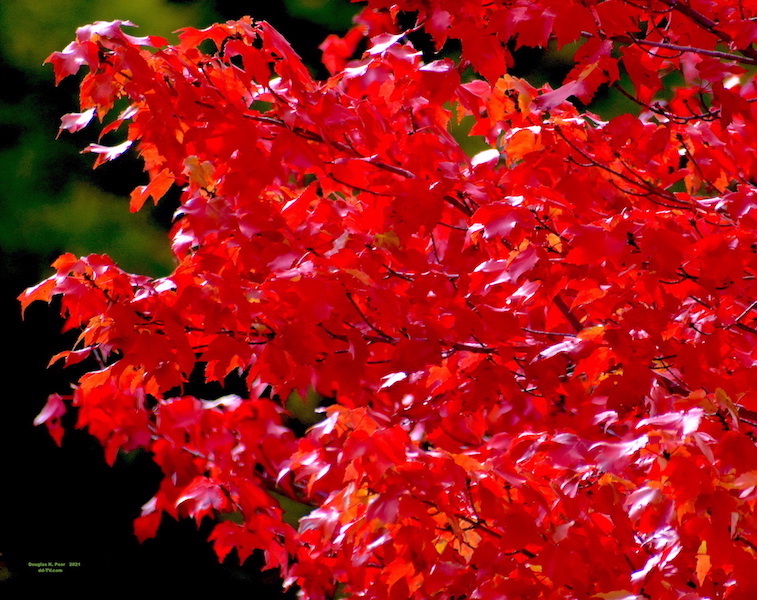 ===========================================IMAGE
BRIGHT-RED-MAPLE-LEAVES-CLOSE================================================================================IMAGE
-BRIGHT-RED-MAPLE-LEAVES-CLOSE=
