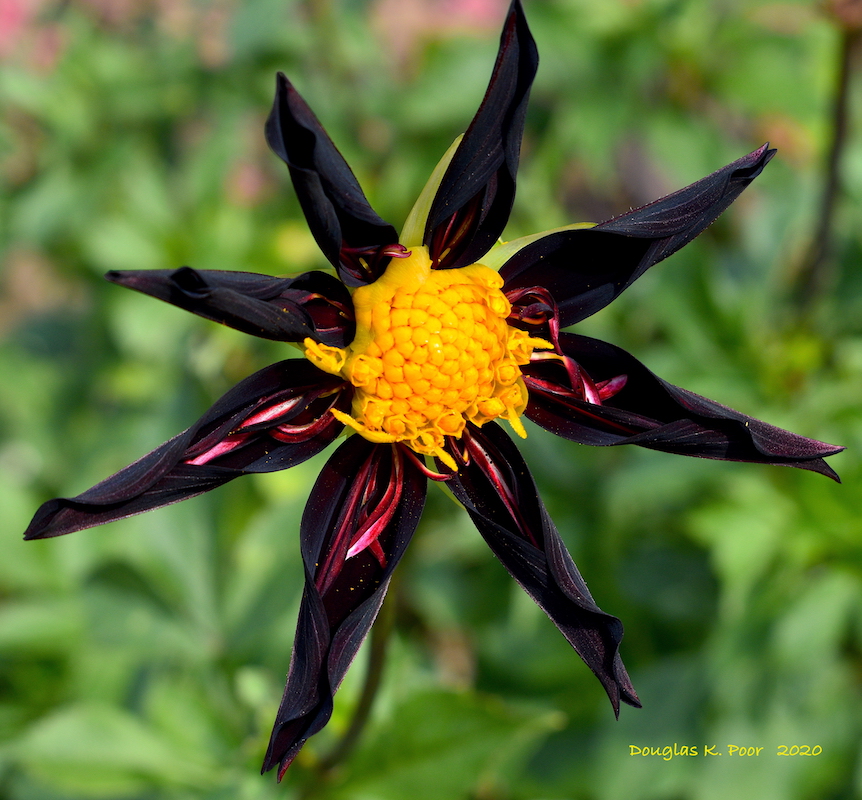 ===========================================IMAGE
-BLACK-AND-YELLOW-FLOWER-1================================================================================IMAGE
-BLACK-AND-YELLOW-FLOWER-1==