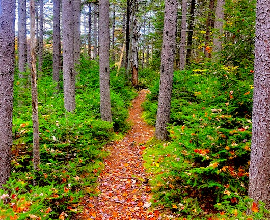 ===========================================IMAGE
-TRAIL-WITH-LEAVES-THRU-SPRUCE-AND-FIR-TREES================================================================================IMAGE
-TRAIL-WITH-LEAVES-THRU-SPRUCE-AND-FIR-TREES===